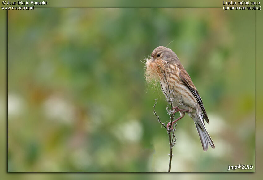 Linotte mélodieuse femelle