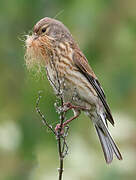 Common Linnet