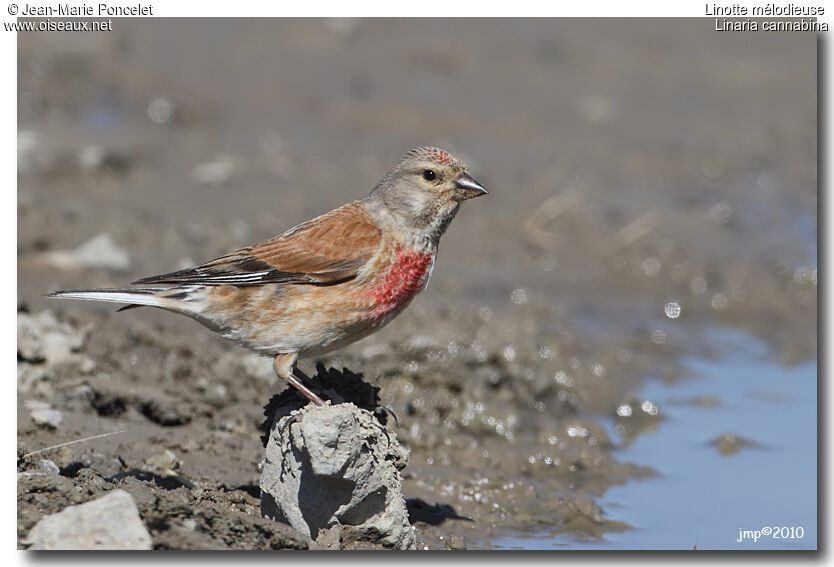 Common Linnet male