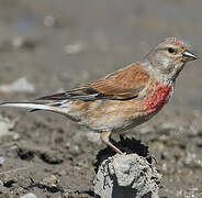 Common Linnet