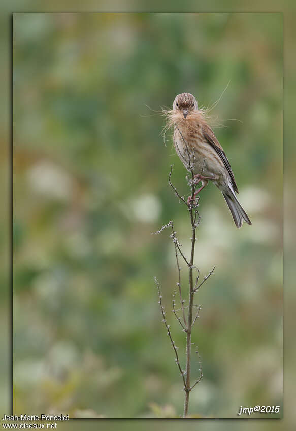 Common Linnet female adult, Reproduction-nesting