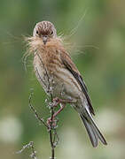 Common Linnet