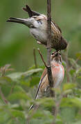 Common Linnet