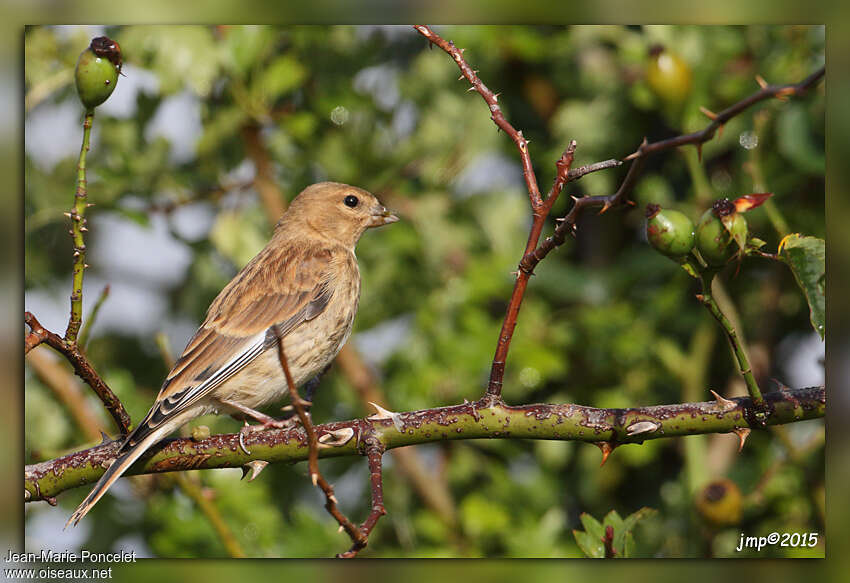 Common Linnetjuvenile, identification