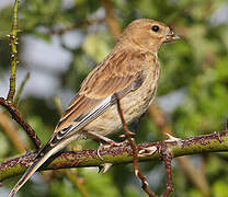 Linotte mélodieuse