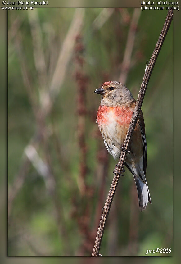 Common Linnet male