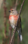 Common Linnet