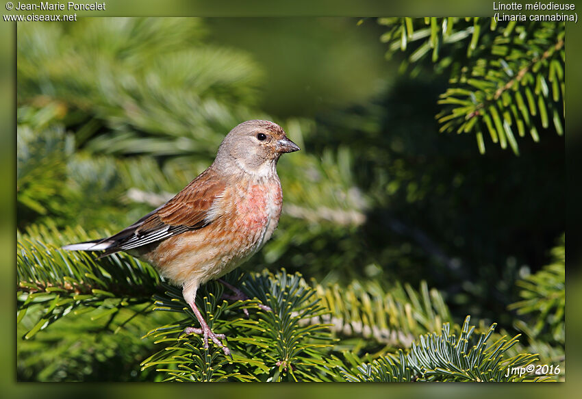 Common Linnet male