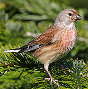 Linotte mélodieuse