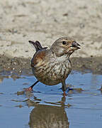 Common Linnet