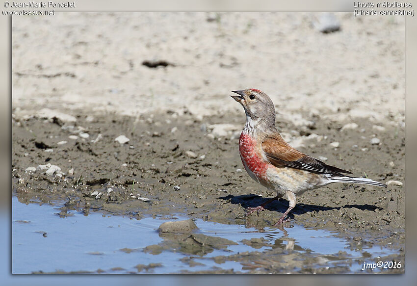 Common Linnet male