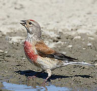 Common Linnet