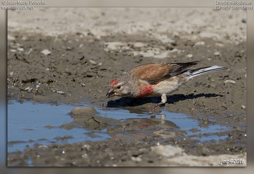 Common Linnet male