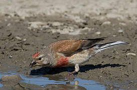 Common Linnet