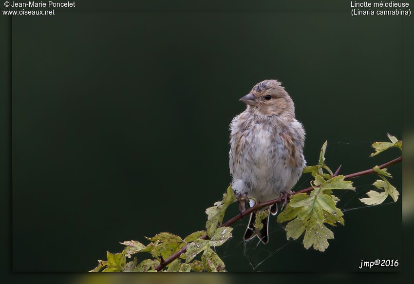 Linotte mélodieuse