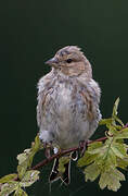 Common Linnet