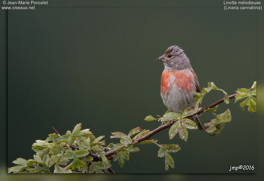 Common Linnet