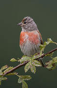 Common Linnet