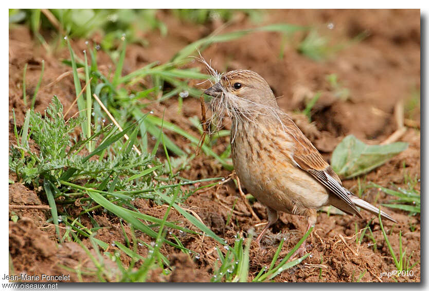 Common Linnet female adult, Reproduction-nesting