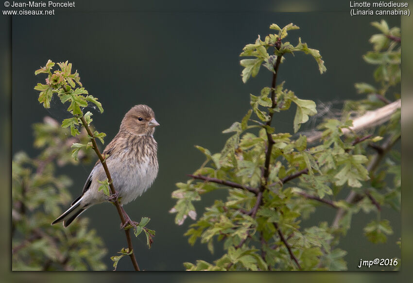 Linotte mélodieuse