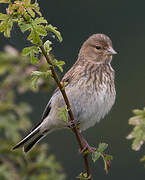 Common Linnet