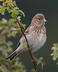 Linotte mélodieuse