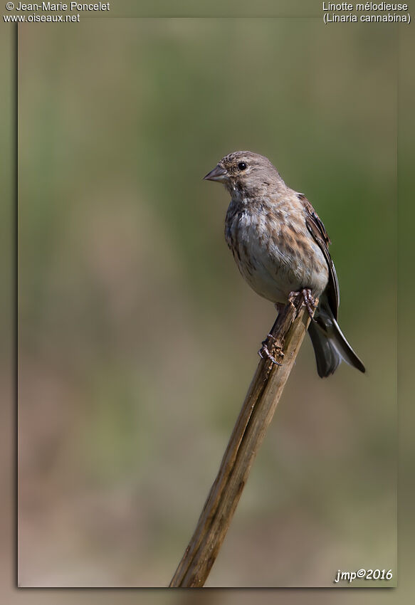 Linotte mélodieuse