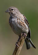 Common Linnet