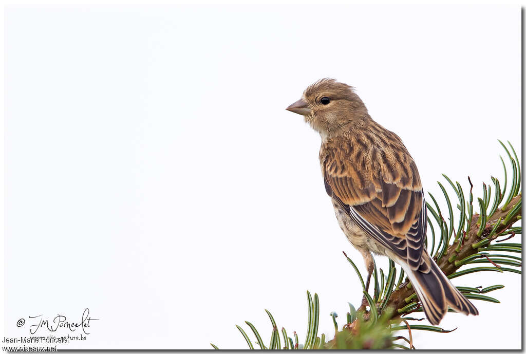 Common Linnetjuvenile, pigmentation