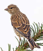 Common Linnet