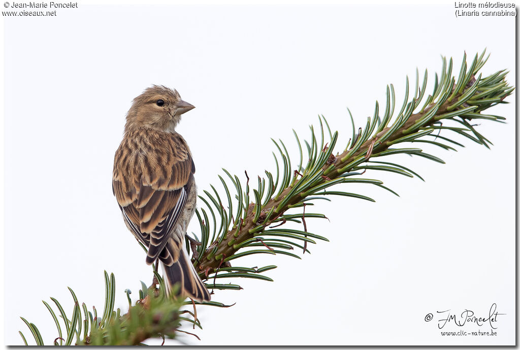 Common Linnet