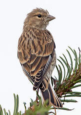 Linotte mélodieuse