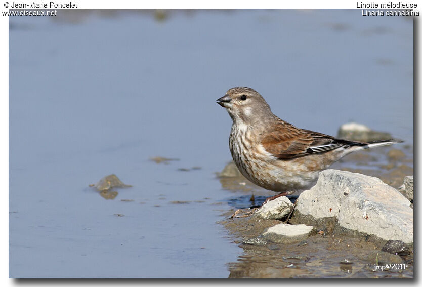 Common Linnet