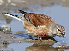 Common Linnet