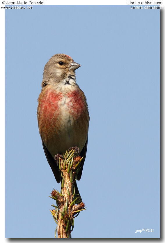 Linotte mélodieuse