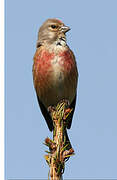 Common Linnet