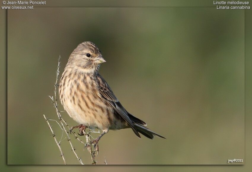 Linotte mélodieuse