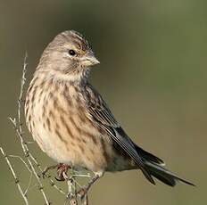 Linotte mélodieuse