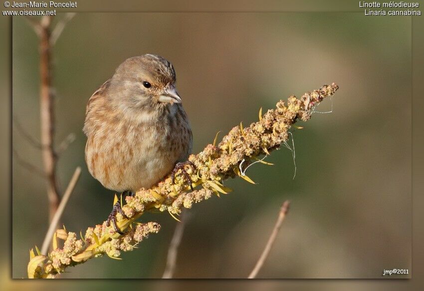 Linotte mélodieuse