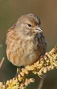 Common Linnet