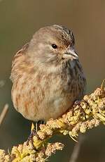 Linotte mélodieuse