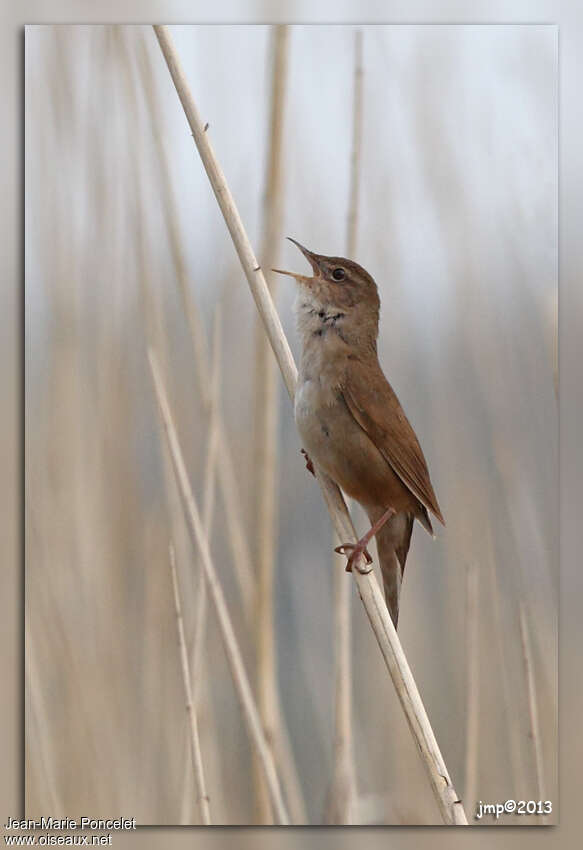 Savi's Warbler male adult, pigmentation, song, Behaviour