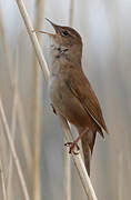 Savi's Warbler