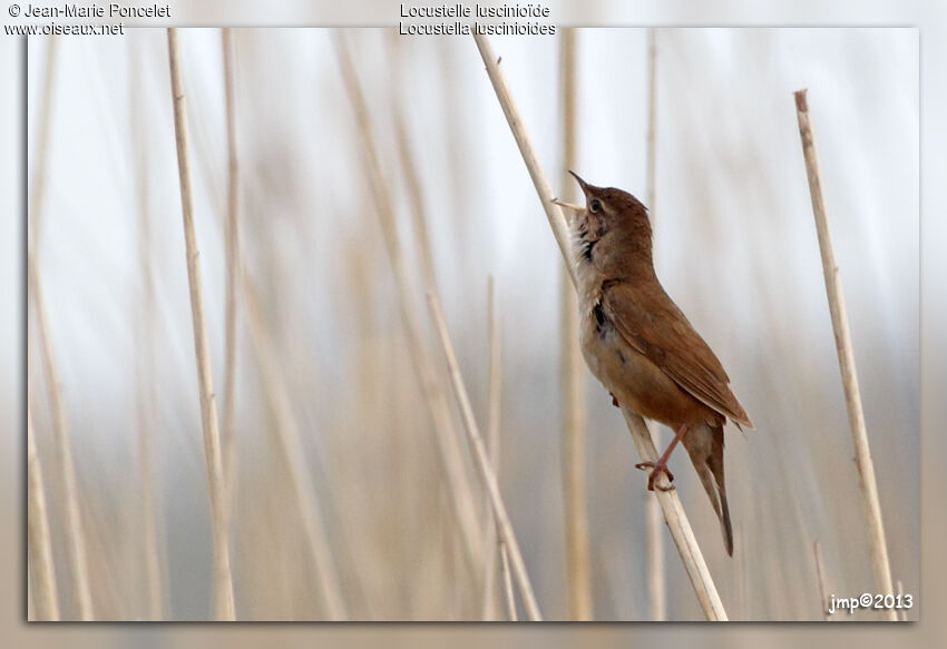 Savi's Warbler