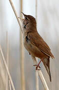 Savi's Warbler