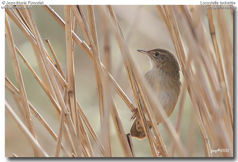 Common Grasshopper Warbler