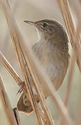 Common Grasshopper Warbler