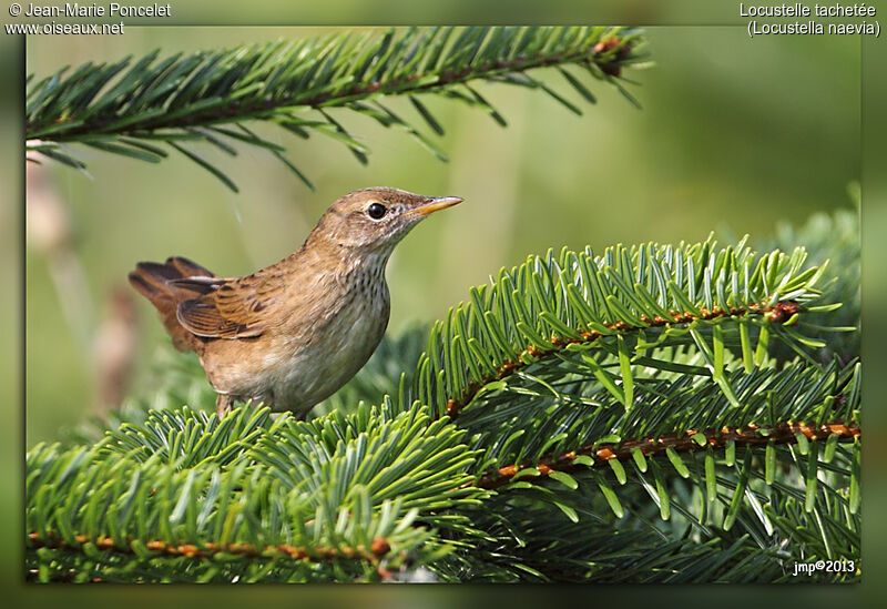 Common Grasshopper Warbler