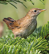 Common Grasshopper Warbler