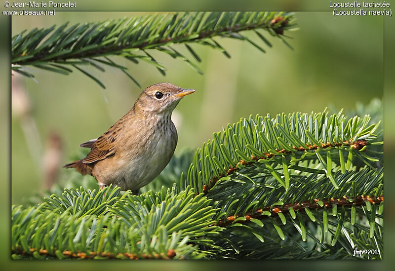 Common Grasshopper Warbler